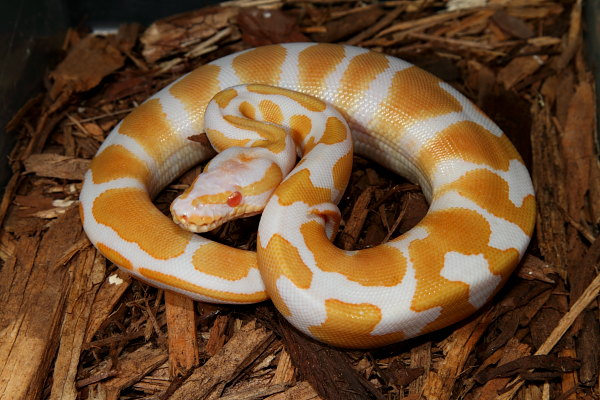 Female Albino Tiger Poss Het Snow Hatched June 2010.