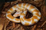 Female Albino Tiger Poss Het Snow Hatched June 2010.