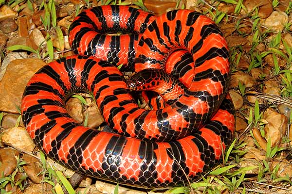 Gravid Mud Snake 2010.