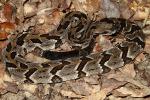 A Smaller Sized Timber Rattlesnake Trapped 2010.