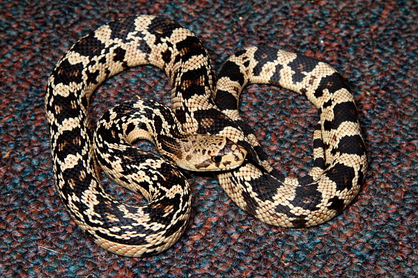 KY Locality Captive Bred Baby 2010.