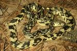 The First Live Kentucky Cave Region Pine Snake Found Since 1969. Discovered By Will Bird And Phil Peak In June 2006.