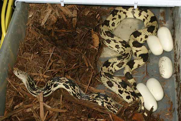 The First Captive Egg-Laying Of Kentucky Locality Pine Snakes On 23 May 2006.