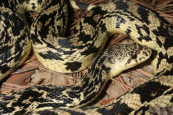 A Close Look At A Locality Kentucky Cave Region Pine Snake.