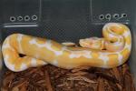 Albino Tiger Ball Hatched 2010.