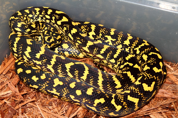 A Female That Will Be Bred In 2012 Produced By Refining Hare Line Jungle Carpet Pythons.