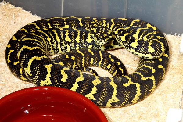 A Female From Hare's Kid Toronto X Hello Yellow Pairing That Will Breed In 2011.