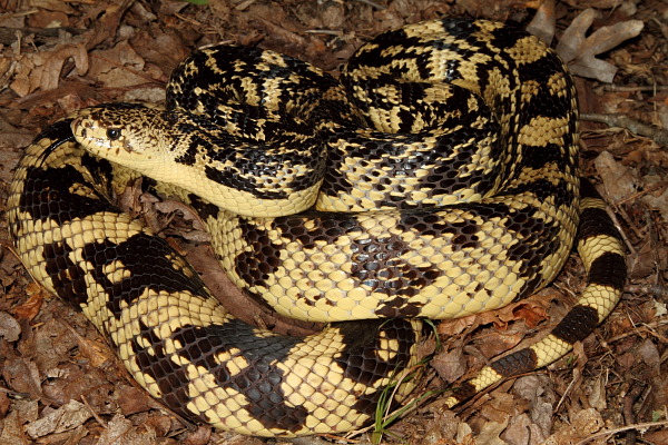 Cave Region Pine Snake.