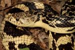 Cave Region Pine Snake Close-Up.