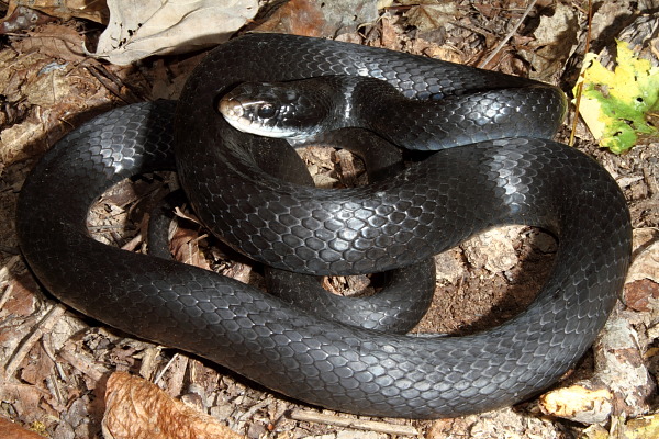 Black Racer Found Fall 2010.