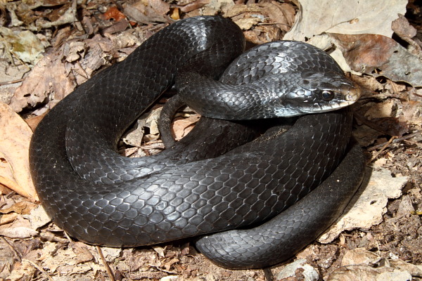 Black Racer Found Fall 2010.