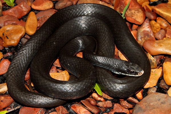 Black Racer Found Summer 2010.