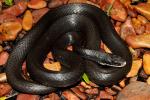 Black Racer Found Summer 2010.