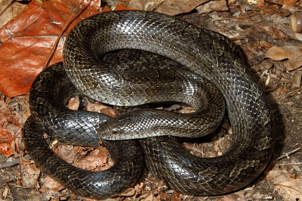 Prairie Kingsnake Found Fall 2010.