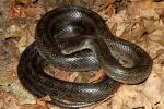 Prairie Kingsnake Found Fall 2010.