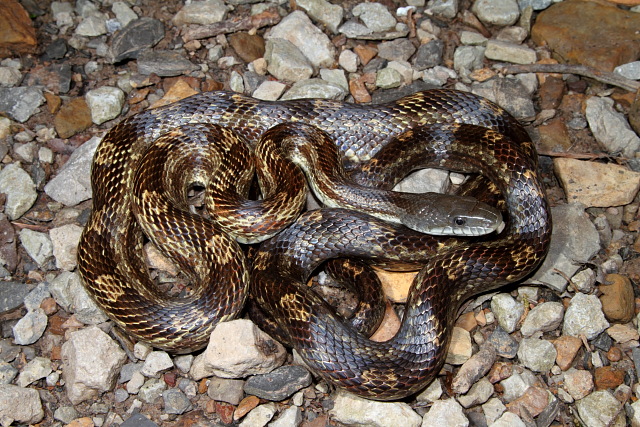 Rat Snake Found Spring 2010 In Knobs.