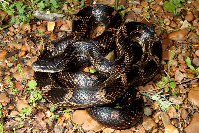 Rat Snake Found Summer 2010 In Jackson Purchase.