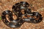 Rat Snake Found Spring 2010 In Jackson Purchase.