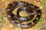Rat Snake Spring Found 2010 Eastern Jackson Purchase.