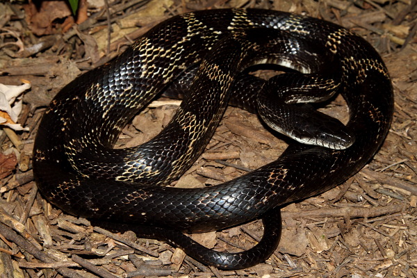 Rat Snake Found Fall 2010 Near Mississippi River.