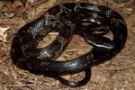 Rat Snake Found Fall 2010 Near Mississippi River.