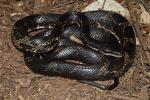 Rat Snake Found Fall 2010 Near Mississippi River.