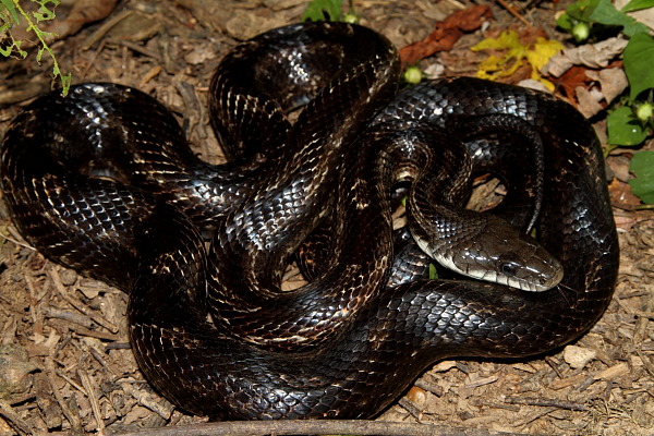 Rat Snake Found Fall 2010 Near Mississippi River.