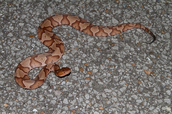 Copperhead Found Road Cruising In Summer 2010.