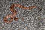 Copperhead Found Road Cruising In Summer 2010.