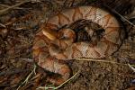 Copperhead Found April 2010.  