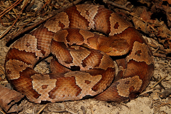 Copperhead Found Fall 2010 In Central Kentucky.