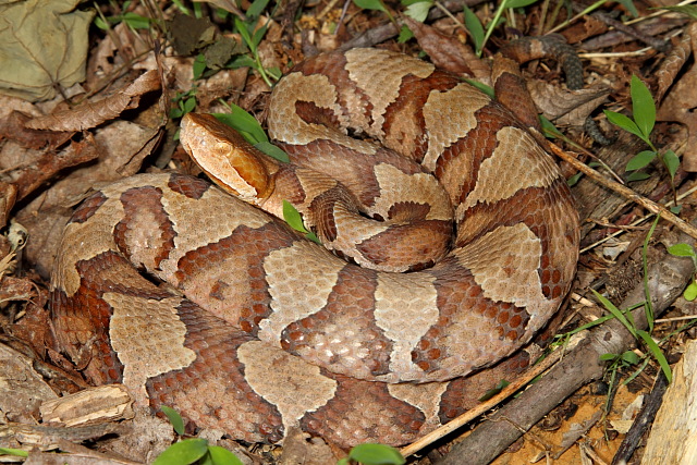 Copperhead.