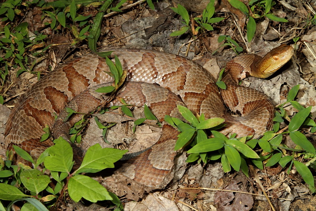 Copperhead.