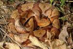 Copperhead.