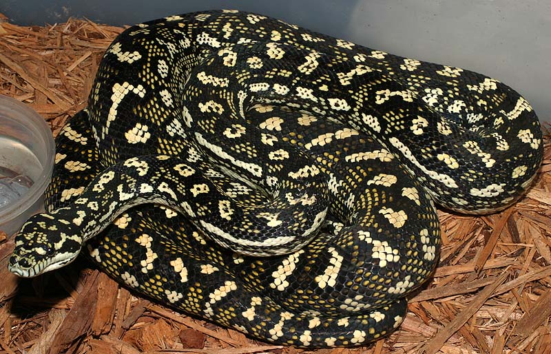 Jungles And Diamonds Do Not Breed In Nature, So These 75%ers Are Hybrid Snakes.