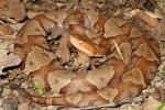 Copperhead.