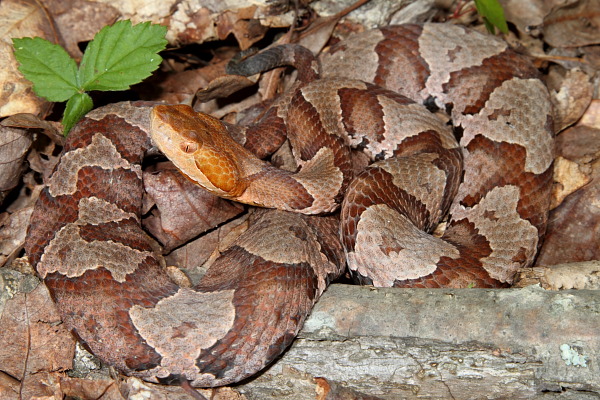 Copperhead Found Summer 2010.