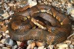 Cottonmouth Found Fall 2010.