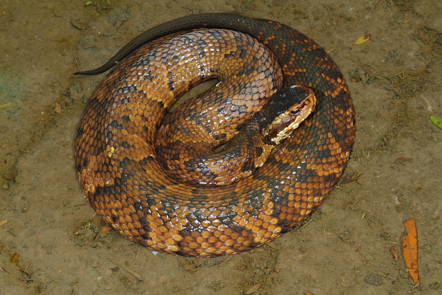 Cottonmouth Found Summer 2010 In Hopkins County, KY.