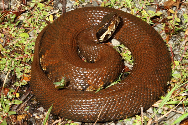 Cottonmouth Found Fall 2010.