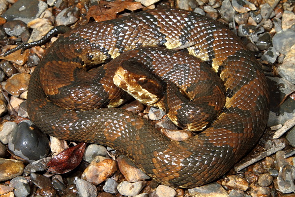 Cottonmouth Found Fall 2010.