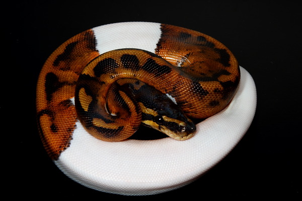 Piebald Male October 2010.