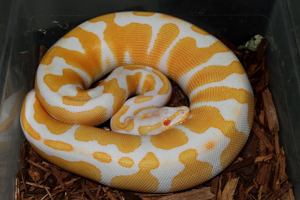 Albino Genetic Banded Pos Het Snow Female 2010 Holdback.