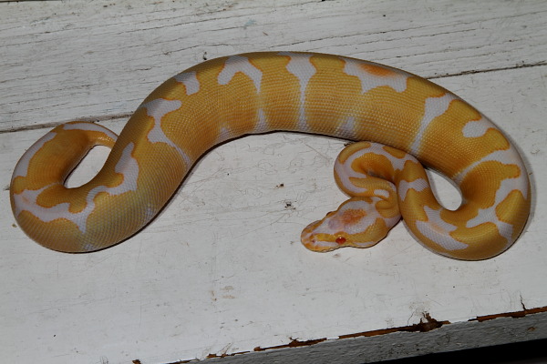 Albino Tiger. This Is The Super Form Of My Genetic Banded Line.