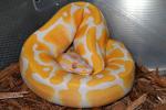 Lavender Albino Ball Python Male.