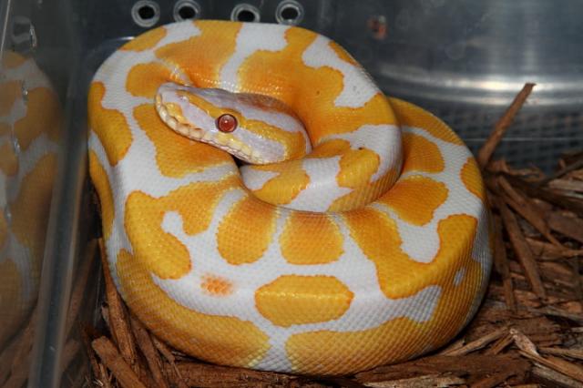 Lavender Albino Ball Python Female.