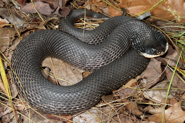 Eastern Hognose Snake Spring 2010.