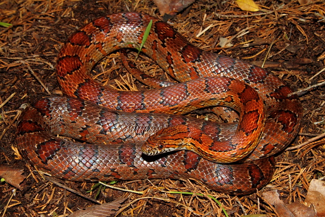 Corn Snake Found 2010.