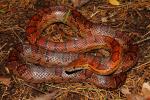 Corn Snake Found 2010.