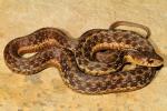 Garter Snake Found 2010.